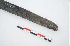 Foto von Bronzeraspel (NHMW-PRAE-025825)